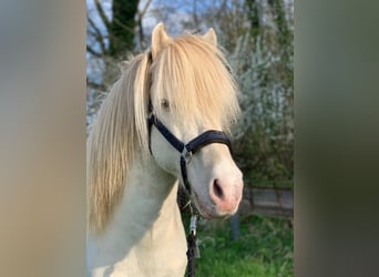 IJslander, Merrie, 2 Jaar, 132 cm, Cremello