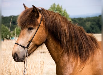 IJslander, Merrie, 2 Jaar, 136 cm, Gevlekt-paard