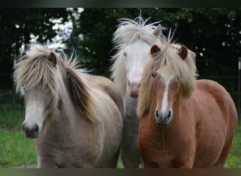 IJslander, Merrie, 2 Jaar, 138 cm