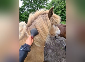 IJslander, Merrie, 2 Jaar, 138 cm