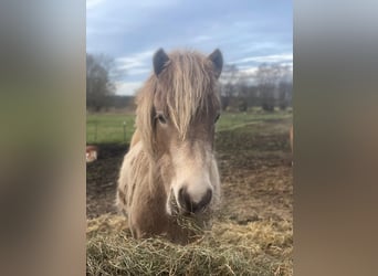 IJslander, Merrie, 2 Jaar, 138 cm