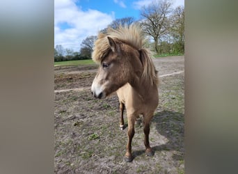 IJslander, Merrie, 2 Jaar, 138 cm