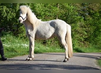 IJslander, Merrie, 2 Jaar, 139 cm