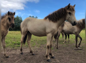 IJslander, Merrie, 2 Jaar, 140 cm, Buckskin