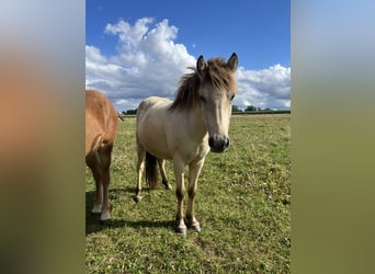 IJslander, Merrie, 2 Jaar, 140 cm, Buckskin