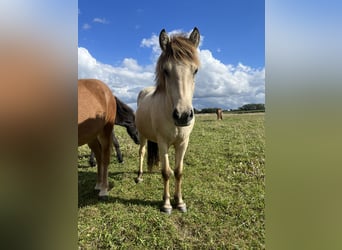 IJslander, Merrie, 2 Jaar, 140 cm, Buckskin