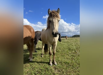 IJslander, Merrie, 2 Jaar, 140 cm, Buckskin