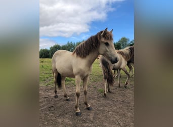 IJslander, Merrie, 2 Jaar, 140 cm, Buckskin