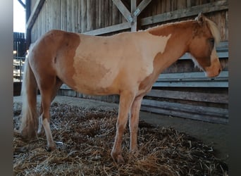 IJslander, Merrie, 2 Jaar, 140 cm, Gevlekt-paard
