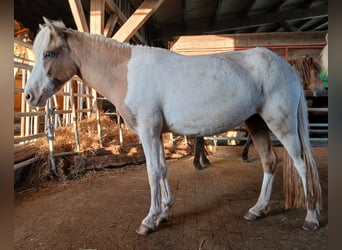 IJslander, Merrie, 2 Jaar, 140 cm, Gevlekt-paard