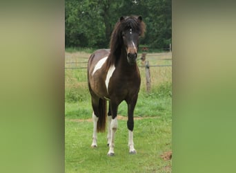 IJslander, Merrie, 2 Jaar, 140 cm, Gevlekt-paard