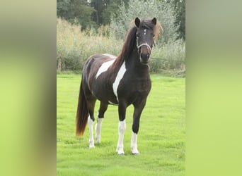 IJslander, Merrie, 2 Jaar, 140 cm, Gevlekt-paard