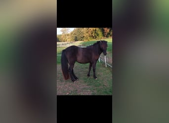 IJslander, Merrie, 2 Jaar, 140 cm, Zwart