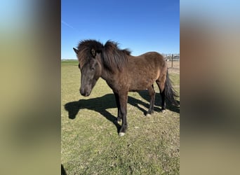 IJslander, Merrie, 2 Jaar, 140 cm, Zwart