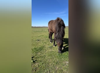 IJslander, Merrie, 2 Jaar, 140 cm, Zwart