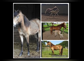 IJslander, Merrie, 2 Jaar, Buckskin