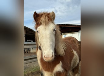 IJslander, Merrie, 2 Jaar, Gevlekt-paard