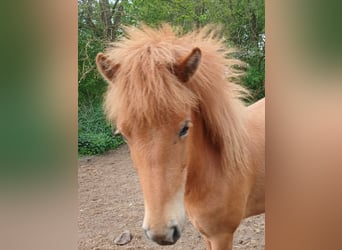 IJslander, Merrie, 2 Jaar, Vos