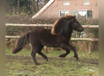 IJslander, Merrie, 3 Jaar, 136 cm, Zwart