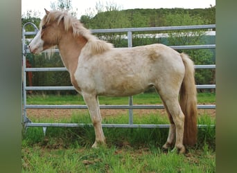 IJslander, Merrie, 3 Jaar, 139 cm, Gevlekt-paard