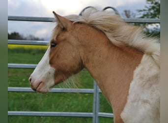 IJslander, Merrie, 3 Jaar, 139 cm, Gevlekt-paard