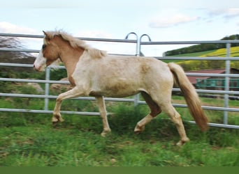 IJslander, Merrie, 3 Jaar, 139 cm, Gevlekt-paard