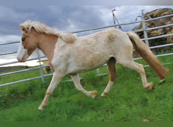 IJslander, Merrie, 3 Jaar, 139 cm, Gevlekt-paard