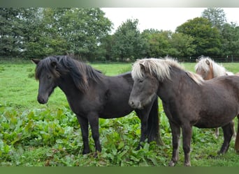 IJslander, Merrie, 3 Jaar, 139 cm, Zwart