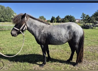 IJslander, Merrie, 3 Jaar, 140 cm, Roan-Blue