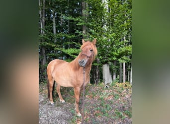IJslander, Merrie, 3 Jaar, 140 cm, Roodvos