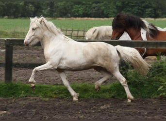 IJslander, Merrie, 3 Jaar, 145 cm, Gevlekt-paard