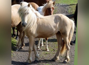 IJslander, Merrie, 3 Jaar, Perlino