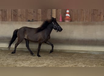 IJslander, Merrie, 4 Jaar, 134 cm, Zwart