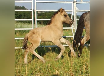 IJslander, Merrie, 4 Jaar, 137 cm, Roan-Blue