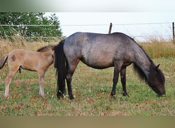 IJslander, Merrie, 4 Jaar, 137 cm, Roan-Blue