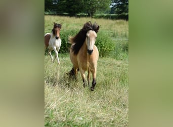 IJslander, Merrie, 4 Jaar, 138 cm
