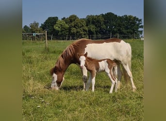 IJslander, Merrie, 4 Jaar, 138 cm, Gevlekt-paard