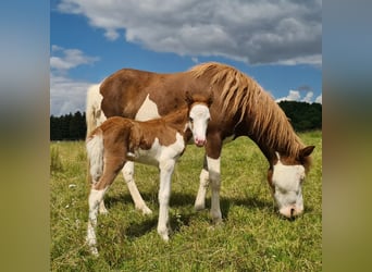 IJslander, Merrie, 4 Jaar, 138 cm, Gevlekt-paard