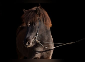 IJslander, Merrie, 4 Jaar, 138 cm, Zwartbruin