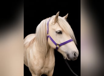 IJslander, Merrie, 4 Jaar, 139 cm