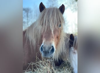 IJslander, Merrie, 4 Jaar, 139 cm, Vos