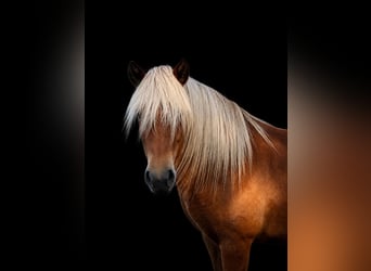 IJslander, Merrie, 4 Jaar, 139 cm, Vos