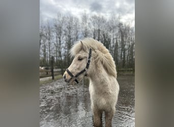IJslander, Merrie, 4 Jaar, 140 cm, Palomino