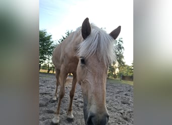 IJslander, Merrie, 4 Jaar, 140 cm, Palomino