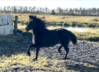 IJslander, Merrie, 4 Jaar, 143 cm, Zwart