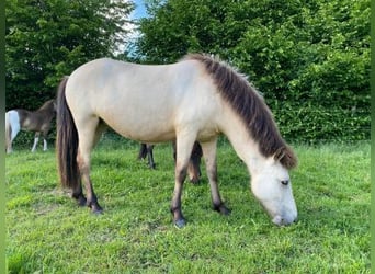IJslander, Merrie, 4 Jaar, 144 cm