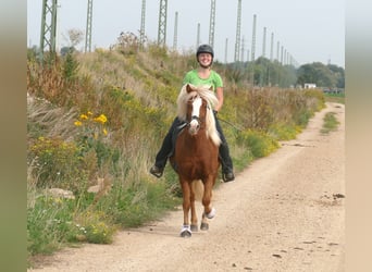 IJslander, Merrie, 4 Jaar, 144 cm, Vos