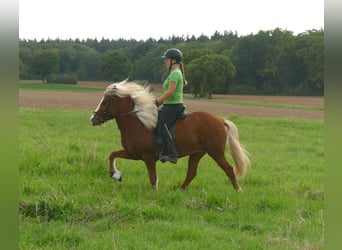 IJslander, Merrie, 4 Jaar, 144 cm, Vos