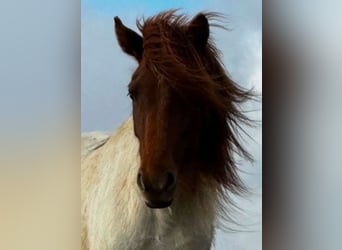 IJslander, Merrie, 4 Jaar, Gevlekt-paard