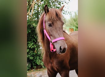 IJslander, Merrie, 5 Jaar, 130 cm, Bruin